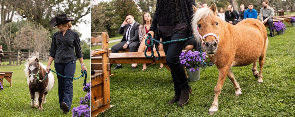 Two miniature horses walking down the ceremony aisle as the flower girl and ring bearer. This is for the article called non-traditional wedding ceremony ideas.